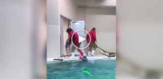 Самая заботливая выдра: помогла убраться и поблагодарила массажем