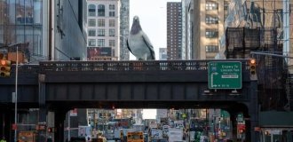 В Нью-Йорке установят пятиметровую скульптуру голубя (3 фото)