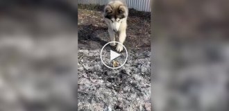 A short story about a malamute and a potato