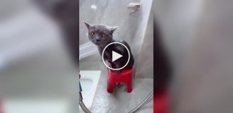 Купание воспитанного кота