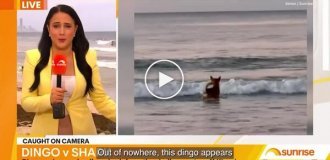 Дінго вихопив дитинча акули з дрібководдя на очах у рибалки