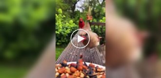 Птицы лакомятся семечками и орехами из тарелки