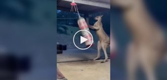 In Australia, a kangaroo came into the house to box