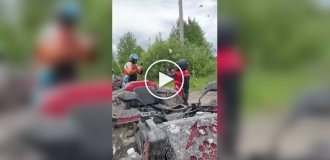 Большое количество бабочек-боярышниц под Миассом