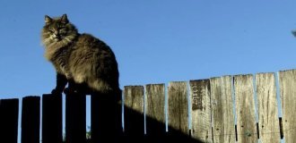 A man brought cat feces to court (3 photos)