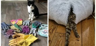 25 photos of cats that will brighten even the cloudiest day (26 photos)