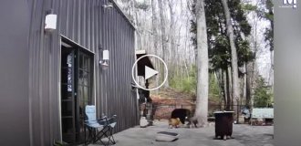 Неожиданные гости: медведи оказались на частной территории