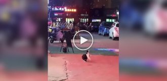 Кот впервые увидел снег