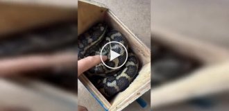 Австралия в своем стиле: скворечник захватила змея