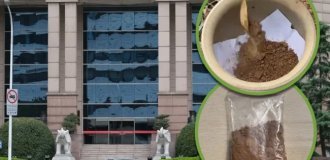 In China, they steal soil from plant pots in banks (6 photos)