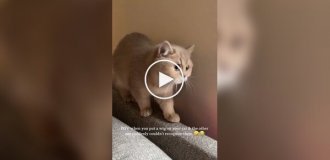 A cat's reaction to a relative in a wig