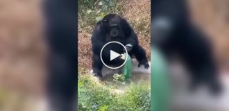 Хозяйственный шимпанзе