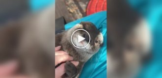 Сотрудница зоопарка будит выдру
