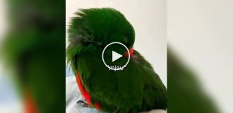 Попугай разговаривает во сне