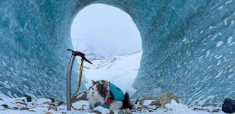 Кот по кличке Гэри путешествует по Канаде вместе со своим хозяином (5 фото + 2 видео)