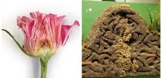 20 cuts that reveal the invisible world of ordinary objects (21 photos)