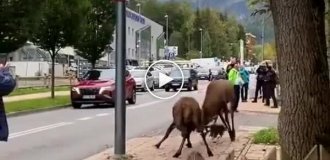 Deer started a fight in the center of a Polish city