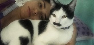 Котик с "усами" стал звездой соцсетей и похитителем женских сердечек (7 фото)