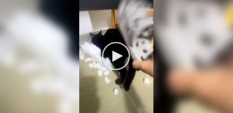 Кошка, которая любит пожестче