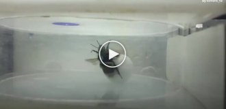 Scientists have proven that bumblebees can solve complex problems without training