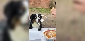Dog's eyes widen at the sight of a slice of pizza