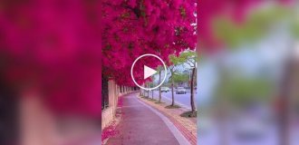 Bright bougainvillea on the street of the Chinese city of Nanning