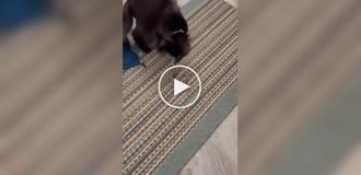 Кот принес домой змею