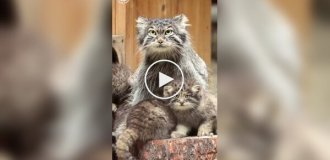 На видео сняли забавную разницу в голосе между взрослыми манулами и их малышами