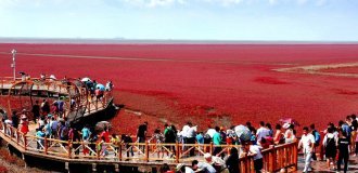 Red beach in China: you can’t sunbathe, you can only admire (6 photos)