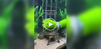 A Turtle's Reaction to a Scratching Brush