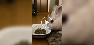 Так смачніше: кролик перекинув миску з їжею