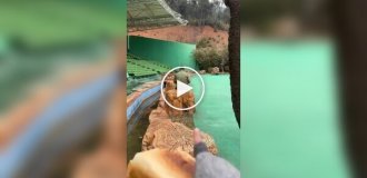Чоловік навчив слона кумедному трюку