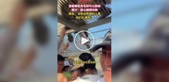 Visitors at a Chinese zoo are plucking fur from a tiger, believing it to be a talisman against evil