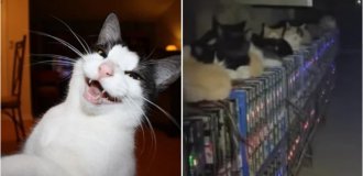 Коты против майнеров: как бездомные животные остановили криптоферму в Китае (5 фото)