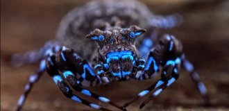 Africa's Lost World: Biologists Discover Dozens of Unknown Creatures in Angola (3 photos)