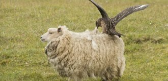 Kea: chops up sheep, destroys cars, and steals things (14 photos)