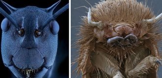 16 macro photos showing that even the geniuses of science fiction cannot catch up with the imagination of nature (17 photos)