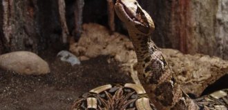Габонская гадюка: реальная история укуса учёного и его смелая реакция на угрозу жизни (5 фото)