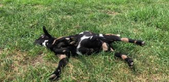 Обморочные козы: они вырубаются от любого чиха (6 фото)