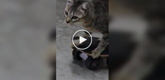 Cat was taught to skateboard and this is what came of it