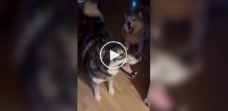 Утро владельца хаски