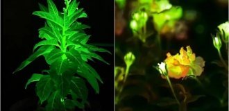 Фотосинтез вместо лампочки: китайские ученые решили освещать города светящимися цветами (3 фото + 1 видео)