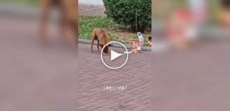 Кошки и собаки воруют заказы с едой
