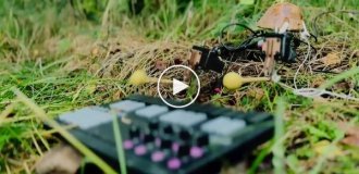 Гриб играет на пианино