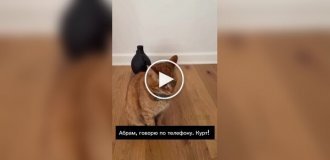 Американец придумал телефон для кошек, чтобы наблюдать за ними