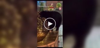 Ведмідь прийшов на різдвяний ярмарок у США