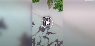 Туристки устроили необычный отдых среди акул