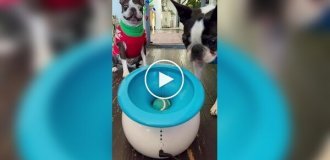 Пес любить ловити м'ячик