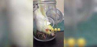 Птичка в банке