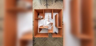 Adventures of cats in a maze